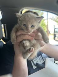 Shelter Stray Male Cat last seen Near LENA ST, East District, TX, 355 Hillshire Dr, Haslet, TX 76052, USA