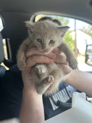 Shelter Stray Male Cat last seen Near LENA ST, East District, TX, 355 Hillshire Dr, Haslet, TX 76052, USA