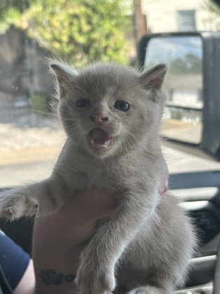 Shelter Stray Male Cat last seen Near LENA ST, East District, TX, 355 Hillshire Dr, Haslet, TX 76052, USA