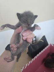 Shelter Stray Female Cat last seen Near Roberts Cutoff Rd, North District, TX, 355 Hillshire Dr, Haslet, TX 76052, USA