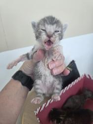 Shelter Stray Female Cat last seen Near Roberts Cutoff Rd, North District, TX, 355 Hillshire Dr, Haslet, TX 76052, USA
