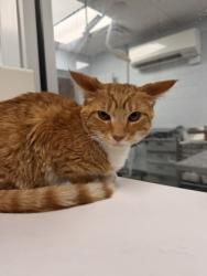 Shelter Stray Male Cat last seen hwy 70 in James City near trent Cadillac, New Bern, NC, 1639 Old Airport Rd, New Bern, NC 28562, USA