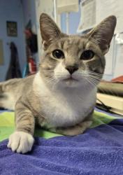 Shelter Stray Male Cat last seen Treasure Ln and Athan Ave, Roseville City, CA, 200 Tahoe Ave, Roseville, CA 95678, USA