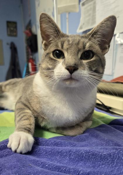 Shelter Stray Male Cat last seen Treasure Ln and Athan Ave, Roseville City, CA, 200 Tahoe Ave, Roseville, CA 95678, USA