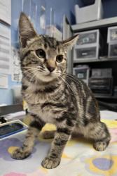Shelter Stray Male Cat last seen Royer Park, Roseville City, CA, 200 Tahoe Ave, Roseville, CA 95678, USA