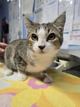 Shelter Stray Unknown Cat last seen Riverside Ave and 5Th St, Roseville City, CA, 200 Tahoe Ave, Roseville, CA 95678, USA
