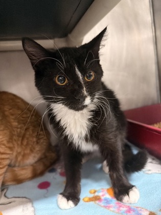 Shelter Stray Male Cat last seen hwy 70 in James City near trent Cadillac, New Bern, NC, 1639 Old Airport Rd, New Bern, NC 28562, USA