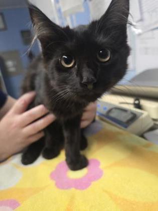 Shelter Stray Female Cat last seen Walton Way and Diamond Bar Ln, Roseville City, CA, 200 Tahoe Ave, Roseville, CA 95678, USA