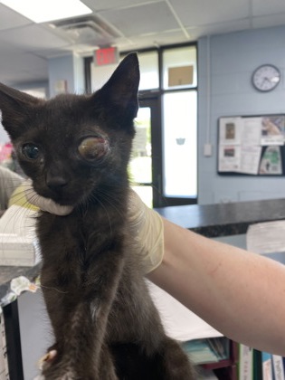 Shelter Stray Female Cat last seen Pembroke, New Bern City Limits, NC, 1639 Old Airport Rd, New Bern, NC 28562, USA