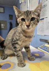 Shelter Stray Male Cat last seen Walton Way and Diamond Bar Ln, Roseville City, CA, 200 Tahoe Ave, Roseville, CA 95678, USA