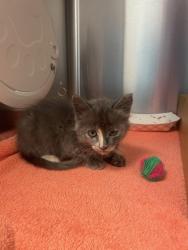 Shelter Stray Female Cat last seen Circuit Drive and Berkley Drive, Roseville City, CA, 200 Tahoe Ave, Roseville, CA 95678, USA