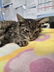Shelter Stray Male Cat last seen Maidu Park - 1550 Maidu Dr, Roseville City, CA, 200 Tahoe Ave, Roseville, CA 95678, USA