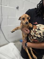 Shelter Stray Male Dog last seen Near Gorsuch Ave., 21218, MD, 2490 Giles Rd, Baltimore, MD 21225, USA