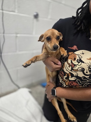 Shelter Stray Male Dog last seen Near Gorsuch Ave., 21218, MD, 2490 Giles Rd, Baltimore, MD 21225, USA