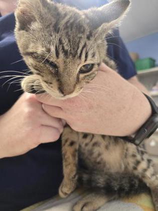 Shelter Stray Male Cat last seen Maidu Park - 1550 Maidu Dr, Roseville City, CA, 200 Tahoe Ave, Roseville, CA 95678, USA
