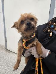 Shelter Stray Male Dog last seen Near Echodale, 21206, MD, 2490 Giles Rd, Baltimore, MD 21225, USA