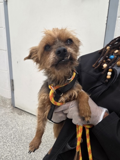 Shelter Stray Male Dog last seen Near Echodale, 21206, MD, 2490 Giles Rd, Baltimore, MD 21225, USA