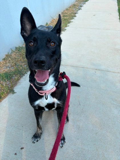 Shelter Stray Female Dog last seen Near Saint Paul, 21202, MD, 2490 Giles Rd, Baltimore, MD 21225, USA