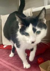 Shelter Stray Female Cat last seen Near Tolley St, 21230, MD, 2490 Giles Rd, Baltimore, MD 21225, USA