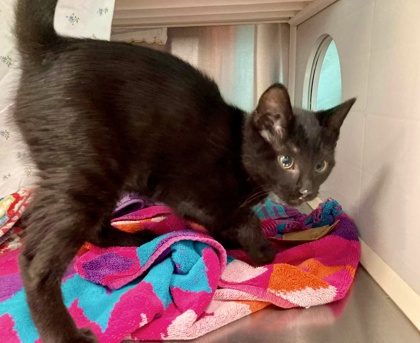 Shelter Stray Male Cat last seen Unknown, Unknown, MD, 2490 Giles Rd, Baltimore, MD 21225, USA