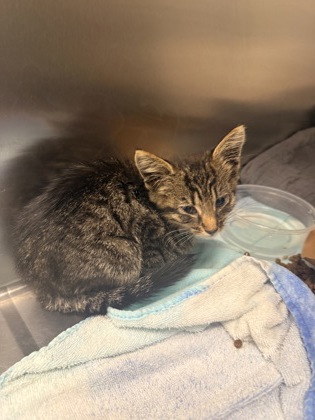 Shelter Stray Female Cat last seen Near Brunswick St, Baltimore, MD 21223, 21223, MD, 2490 Giles Rd, Baltimore, MD 21225, USA