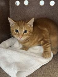 Shelter Stray Male Cat last seen Near King St, Sevierville PD, TN, 1008 Old Knoxville Hwy, Sevierville, TN 37862, USA