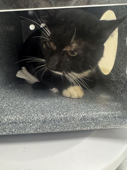 Shelter Stray Male Cat last seen Near Willow Creek Lane, Sevier County ACO, TN, 1008 Old Knoxville Hwy, Sevierville, TN 37862, USA