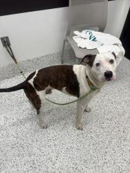 Shelter Stray Male Dog last seen Near Sandy Cir, Other, GA, 1251 Fulton Industrial Blvd NW, Atlanta, GA 30336, USA