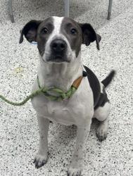 Shelter Stray Female Dog last seen Near Bayard Street, Atlanta, GA, 1251 Fulton Industrial Blvd NW, Atlanta, GA 30336, USA