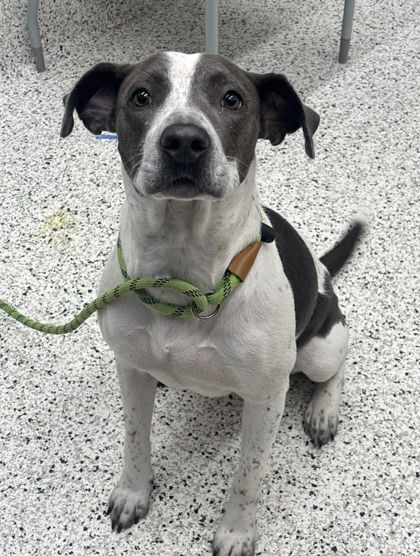 Shelter Stray Female Dog last seen Near Bayard Street, Atlanta, GA, 1251 Fulton Industrial Blvd NW, Atlanta, GA 30336, USA