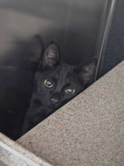 Shelter Stray Female Cat last seen Dollywood, Pigeon Forge, TN, 1008 Old Knoxville Hwy, Sevierville, TN 37862, USA