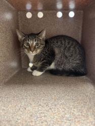 Shelter Stray Female Cat last seen Near Old Holston River Road, Out of County, TN, 1008 Old Knoxville Hwy, Sevierville, TN 37862, USA
