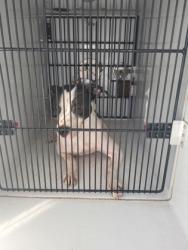 Shelter Stray Female Dog last seen Near n Camp Creek pkwy, Atlanta, GA, 1251 Fulton Industrial Blvd NW, Atlanta, GA 30336, USA