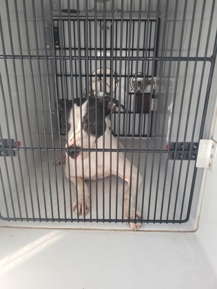 Shelter Stray Female Dog last seen Near n Camp Creek pkwy, Atlanta, GA, 1251 Fulton Industrial Blvd NW, Atlanta, GA 30336, USA