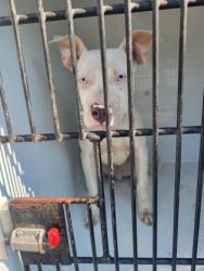 Shelter Stray Male Dog last seen Near lockwood dr, Atlanta, GA, 1251 Fulton Industrial Blvd NW, Atlanta, GA 30336, USA