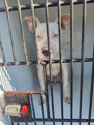 Shelter Stray Male Dog last seen Near lockwood dr, Atlanta, GA, 1251 Fulton Industrial Blvd NW, Atlanta, GA 30336, USA