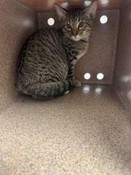 Shelter Stray Male Cat last seen Near Old Holston River Road, Out of County, TN, 1008 Old Knoxville Hwy, Sevierville, TN 37862, USA