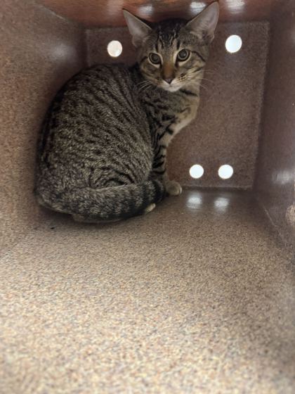 Shelter Stray Male Cat last seen Near Old Holston River Road, Out of County, TN, 1008 Old Knoxville Hwy, Sevierville, TN 37862, USA