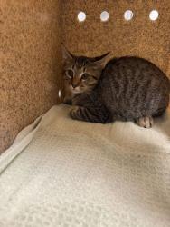 Shelter Stray Male Cat last seen Near Old Holston River Road, Out of County, TN, 1008 Old Knoxville Hwy, Sevierville, TN 37862, USA