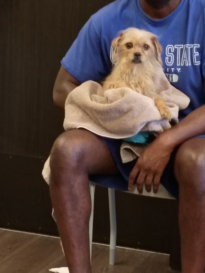 Shelter Stray Female Dog last seen Near Pete Street Nw, Atlanta, GA, 1251 Fulton Industrial Blvd NW, Atlanta, GA 30336, USA