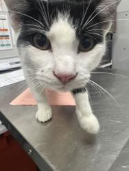 Shelter Stray Male Cat last seen Near Palomino Way, Sevier County, TN, 1008 Old Knoxville Hwy, Sevierville, TN 37862, USA