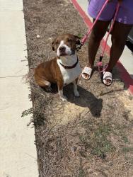 Shelter Stray Female Dog last seen Feldwood Rd and Riggins, South Fulton, GA, 1251 Fulton Industrial Blvd NW, Atlanta, GA 30336, USA
