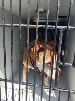 Shelter Stray Male Dog last seen Near Atlanta industrial drive, Atlanta, GA, 1251 Fulton Industrial Blvd NW, Atlanta, GA 30336, USA