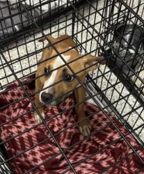 Shelter Stray Female Dog last seen Near Browning Street, Atlanta, GA, 1251 Fulton Industrial Blvd NW, Atlanta, GA 30336, USA