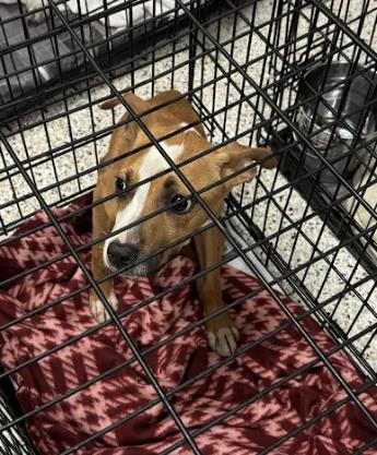 Shelter Stray Female Dog last seen Near Browning Street, Atlanta, GA, 1251 Fulton Industrial Blvd NW, Atlanta, GA 30336, USA