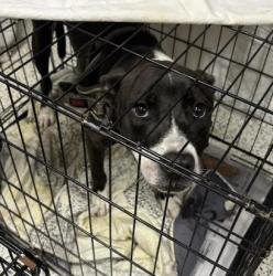 Shelter Stray Male Dog last seen Near Browning Street, Atlanta, GA, 1251 Fulton Industrial Blvd NW, Atlanta, GA 30336, USA