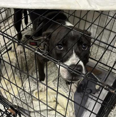 Shelter Stray Male Dog last seen Near Browning Street, Atlanta, GA, 1251 Fulton Industrial Blvd NW, Atlanta, GA 30336, USA