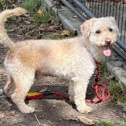 Shelter Stray Male Dog last seen , , CA, 1101 29th Ave, Oakland, CA 94601, USA