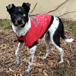 Shelter Stray Male Dog last seen , , CA, 1101 29th Ave, Oakland, CA 94601, USA