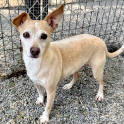 Shelter Stray Male Dog last seen , , CA, 1101 29th Ave, Oakland, CA 94601, USA